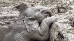 Elephant rescue