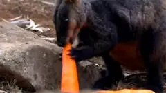 ਆਸਟਰੇਲੀਆ