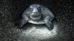 A green sea turtle surrounded by glass fish