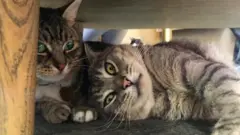 cat cafe