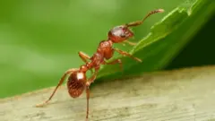 சிவப்பு எறும்பு