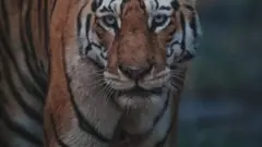 పులి