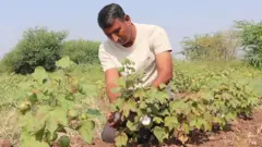 GUJARAT FARMER