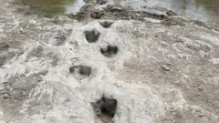 डायनासोर के पैर