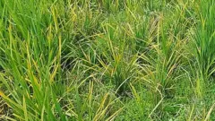 টুংরোতে আক্রান্ত ধান গাছ