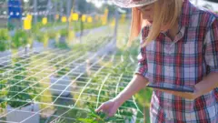 ปลูกกัญชา