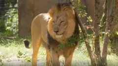 లండన్ జూలో సింహం