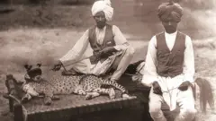 चित्ता, कोल्हापूरमधील चित्ते, चित्ते. cheetah cheeta Kolhapur