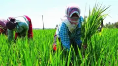 agriculture tamil nadu