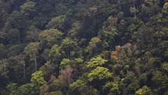 Sinharaja forest