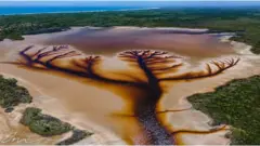 Imagem de 'árvore da vida' capturada por drone na Austrália