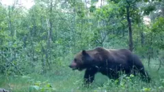 bear