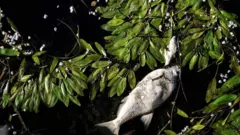 2019 file picture of a dead fish floating on the Seine river in Conflans-Sainte-Honorine, near Paris