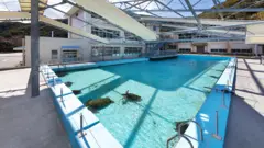 Escuela convertida en acuario en Japón: la piscina al aire libre con animales locales como tortugas marinas y tiburones.