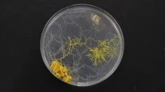 ราเมือก (Physarum polycephalum) กำลังเจริญเติบโตในจานทดลอง