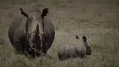 Впервые в истории в Кении пересчитают всех животных