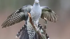 ஓனன் பறவை