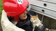 Врятований кіт