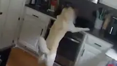 반려견이 인덕션 위의 음식을 먹고 있다