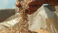 গম