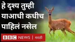 काळवीट