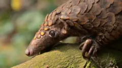 Факты о вымирании видов