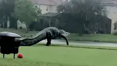 Aligator