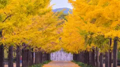 gingko