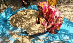 দিনাজপুরের সাঞ্জু রায়ের সংগ্রহ করা বাঁশের বীজ পরিষ্কার করছেন এক নারী।