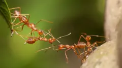 मुंग्या एकमेकांशी कसा संवाद साधतात?