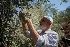Un palestino con barba blanca recoge aceitunas de un olivo en Cisjordania