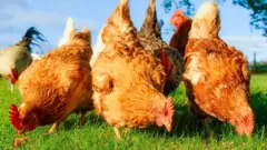 ফ্রান্সের কোলমারে স্থানীয় বাসিন্দাদের মুরগি বিতরণের উদ্যোগ বেশ সফল- প্রতীকী ছবি। 