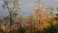 Ліс