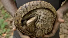 પેંગોલિન