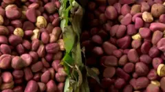 Kola nut picture