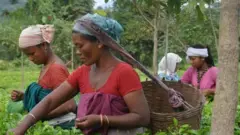 असम का चाय बागान