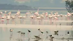 عبور آسوده پرندگان مهاجر از آسمان پاکستان به لطف کرونا