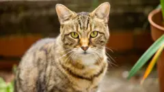Dylan the cat