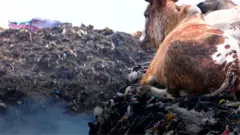 смітник з "секонду"