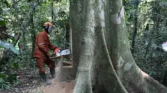 Environnement : la RDC a perdu la plus grande partie de la forêt tropicale primaire