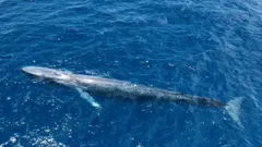Blue whale in the Seychelles