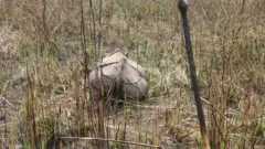 गैँडा