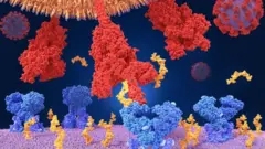 Coronavirus conectándose a las células del cuerpo