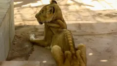 قصة أسود الخرطوم الجائعة التي صدمت العالم