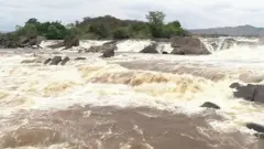 اقليمي بدلون ځنګلونه