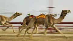 سباقات الهجن