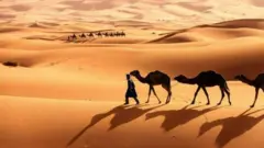 सौदी अरेबिया, देशातील लाखो उंटांना पासपोर्ट जारी करतो आहे