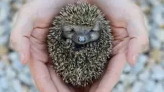 A hedgehog all curled up