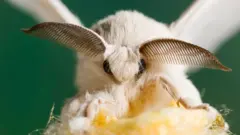 육되는 누에나방은 야생 종보다 더 크고 하얀 고치를 만들어낸다