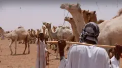 بول الإبل يعود إلى الواجهة رغم التحذيرات